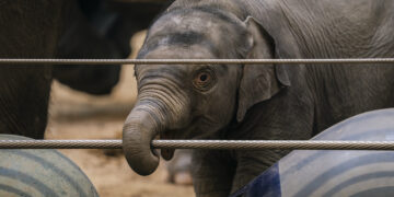 Baby elephant, spurned by her mother, makes debut at National Zoo