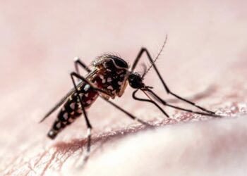 Flight Path Data Shows How Mosquitoes Target Humans