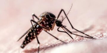 Flight Path Data Shows How Mosquitoes Target Humans