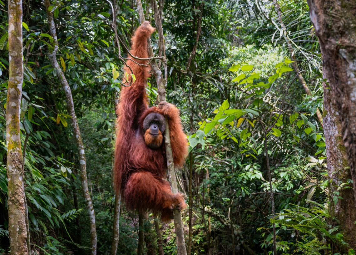 Why Researchers Are So Pumped About an Orangutan Crossing a Rope Bridge