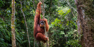 Why Researchers Are So Pumped About an Orangutan Crossing a Rope Bridge