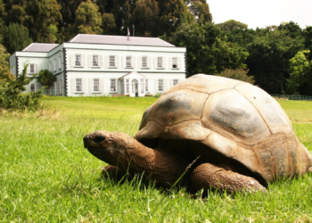 Why Scammers Faked the Death of Jonathan, the World’s Oldest Tortoise