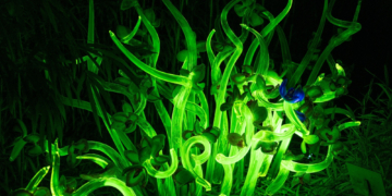 Why Scientists Gave These Plants Firefly DNA