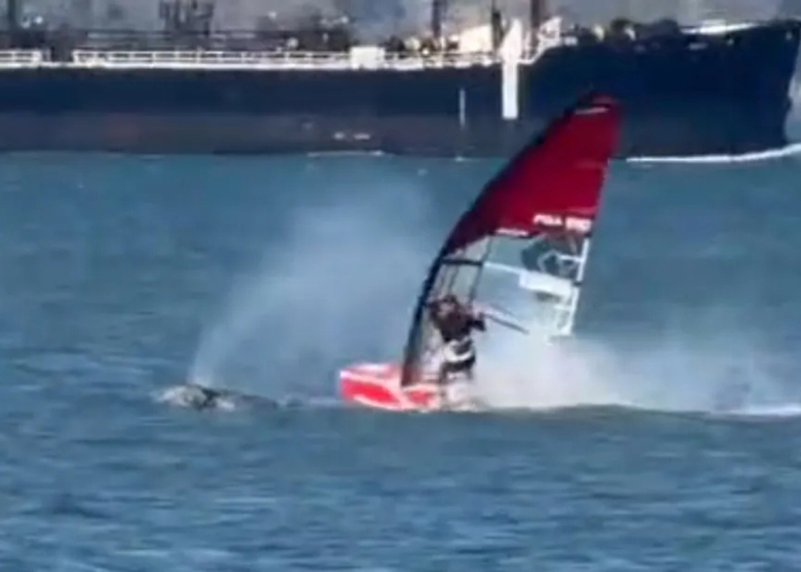 Windsurfer Gets Wrecked by Whale in San Francisco Bay in Crazy Video
