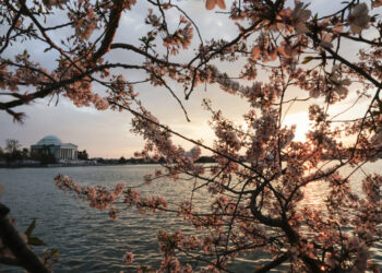 April looks warm and dry after a wild but mild March in D.C.