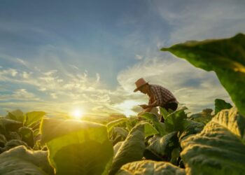 ‘Heartbreaking’: Backlash in red state as Trump kills farming program over DEI concerns