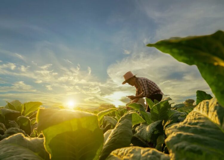 ‘Heartbreaking’: Backlash in red state as Trump kills farming program over DEI concerns