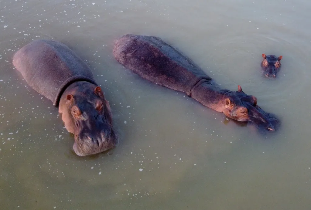 Three hippos in a lake.