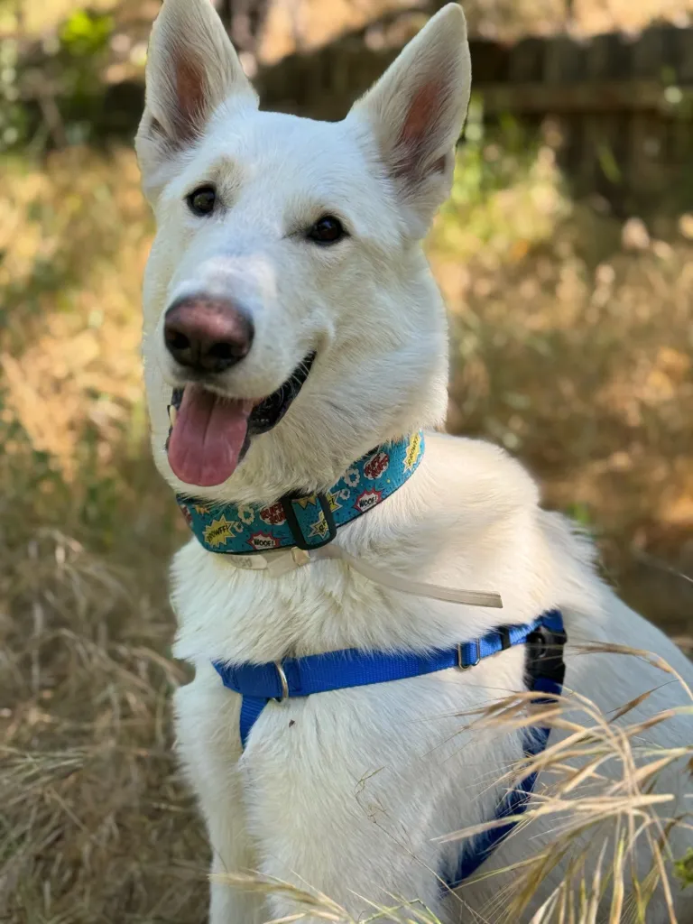 White German Shepherd dog named Artemis wearing a blue collar and harness, smiling with his tongue out.