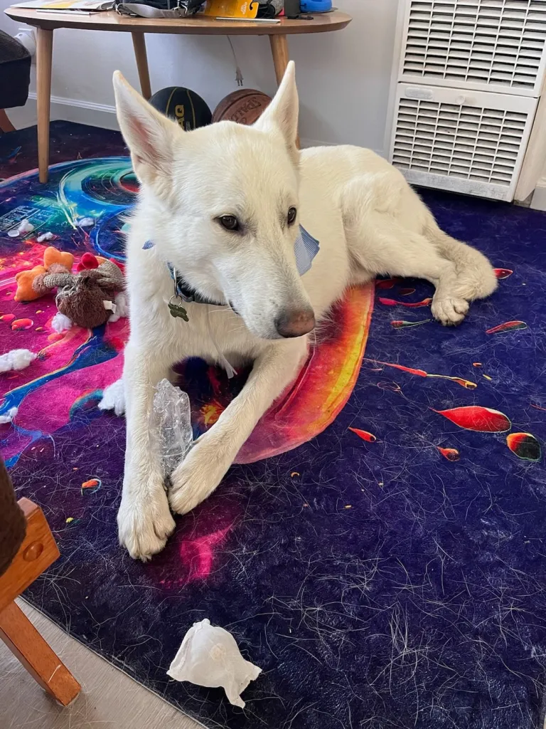 Artemis, a white dog, lies on a colorful rug next to a destroyed toy.
