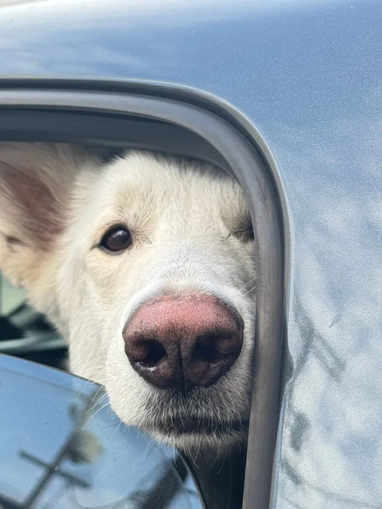 Artemis, a white dog with a pink nose, looks out a car window.