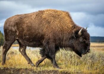 ‘DEI for cows!’ Outrage as Trump admin set to axe protections from American bison