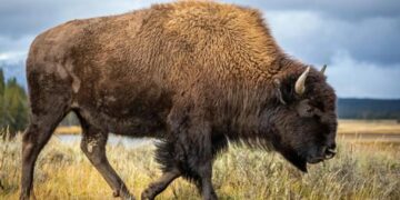 ‘DEI for cows!’ Outrage as Trump admin set to axe protections from American bison