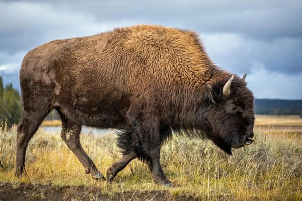 ‘DEI for cows!’ Outrage as Trump admin set to axe protections from American bison
