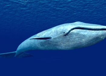 Ocean defenders collide with industrial krill trawler in Antarctica