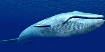 Ocean defenders collide with industrial krill trawler in Antarctica