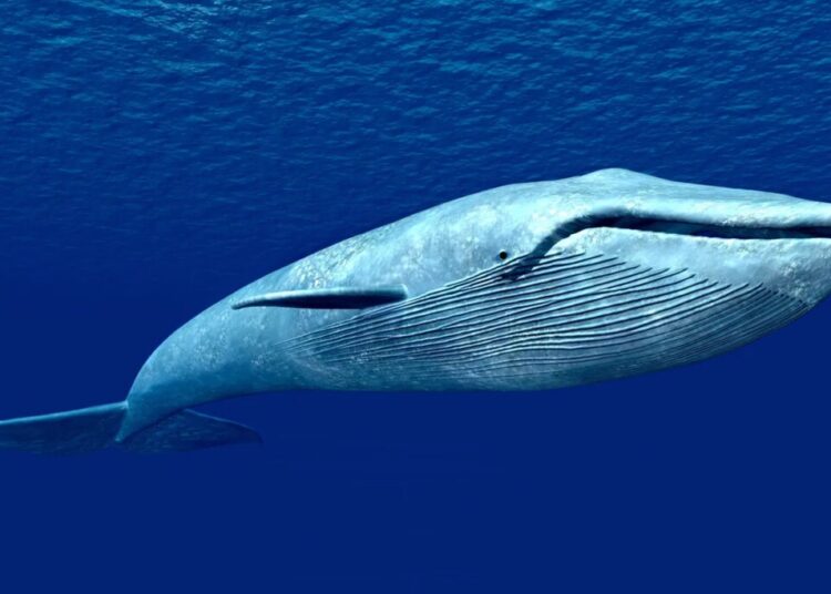 Ocean defenders collide with industrial krill trawler in Antarctica