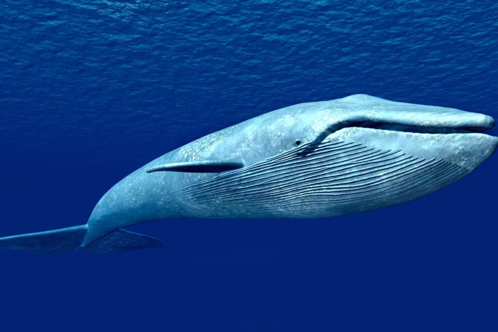 Ocean defenders collide with industrial krill trawler in Antarctica