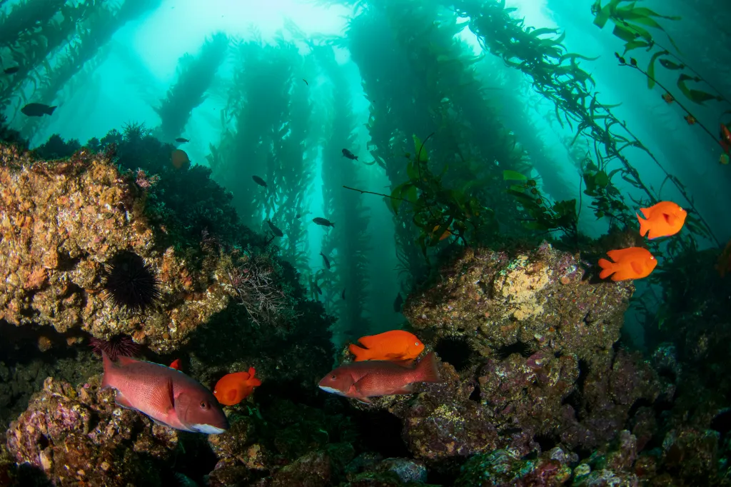 California sheephead and Garibaldi fish swim in a kelp forest.