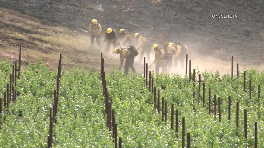 Firefighters creating a firebreak on a hillside above a vineyard.
