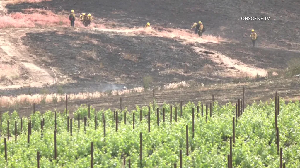 Firefighters near a vineyard at Callaway Vineyard & Winery after a wildfire.