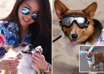 Corgi chaos as hundreds of pointy-eared pups descend on SoCal beach