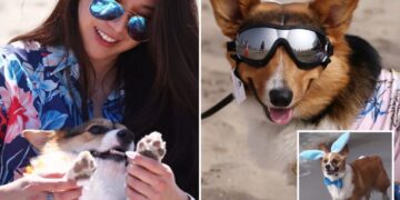 Corgi chaos as hundreds of pointy-eared pups descend on SoCal beach