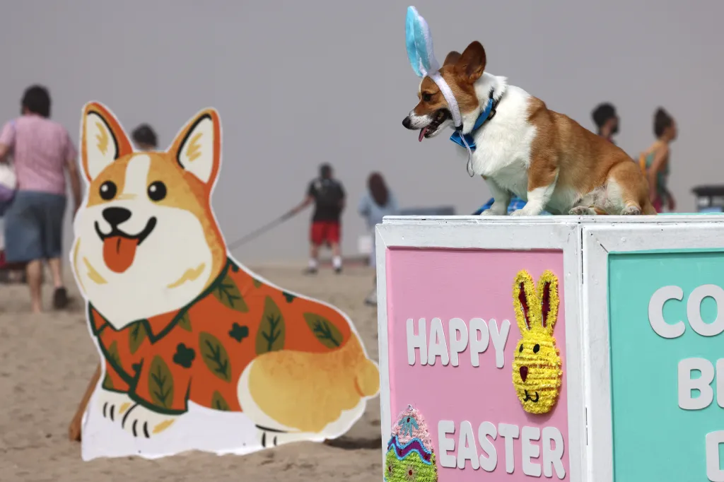 A corgi wearing blue bunny ears and bowtie sits on a box that reads 