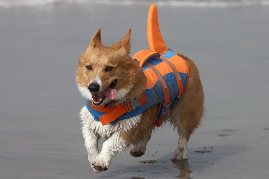 A corgi wearing an orange and blue life vest runs on the wet sand of a beach, its mouth open and tongue out.
