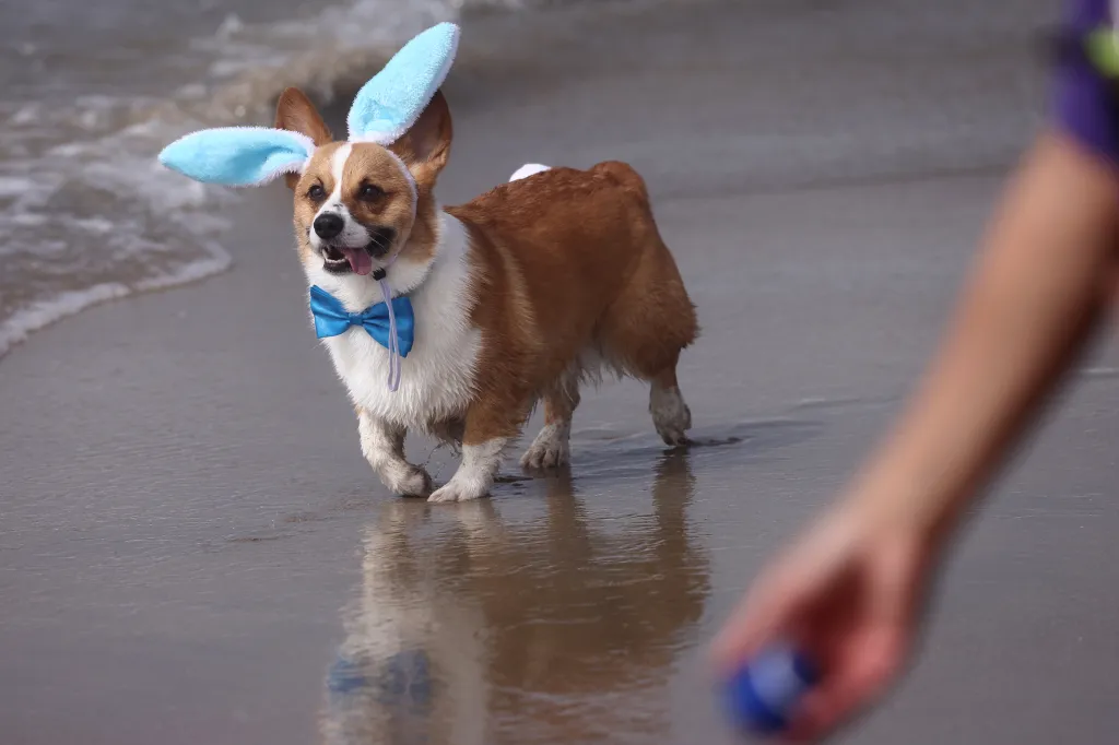 A corgi in blue bunny ears and a blue bow tie walking in the shallow ocean water on a beach.
