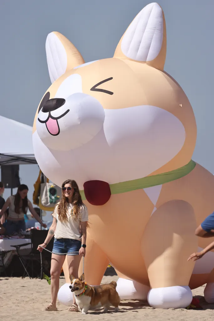 A person with a corgi walks past a large inflatable corgi at Spring Corgi Beach Day.