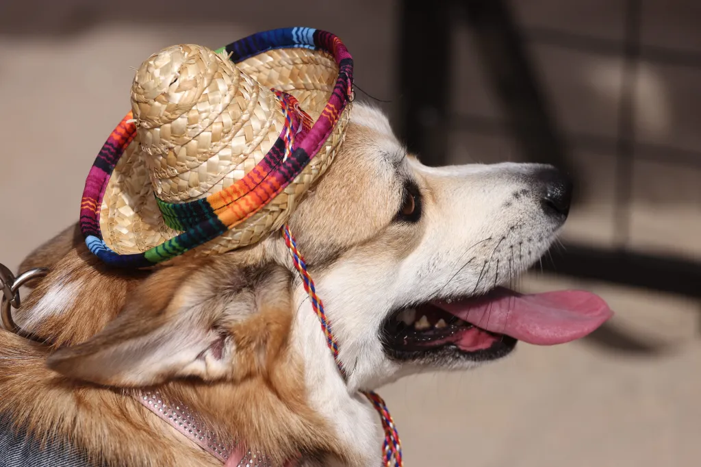A Corgi dog wearing a small sombrero hat with colorful trim, panting with its tongue out.