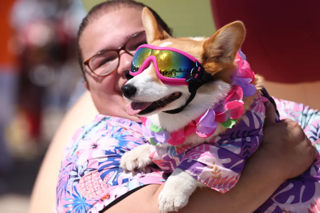A person wearing glasses and a floral shirt holds a corgi in a floral shirt, pink goggles, and a lei.
