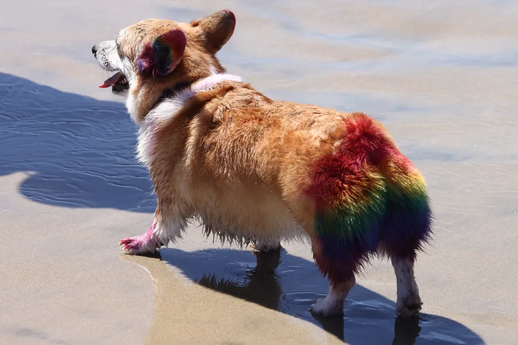 Corgi with rainbow-colored fur on its ears, back, and paws, stands at the edge of the water at Spring Corgi Beach Day.