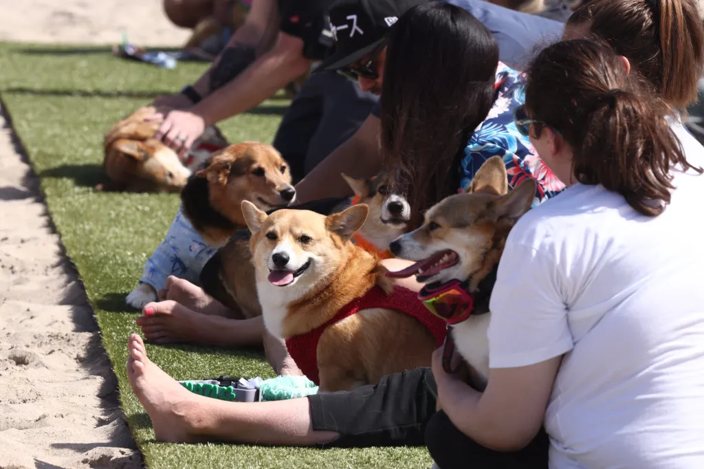 Owners and corgis at a beach event.