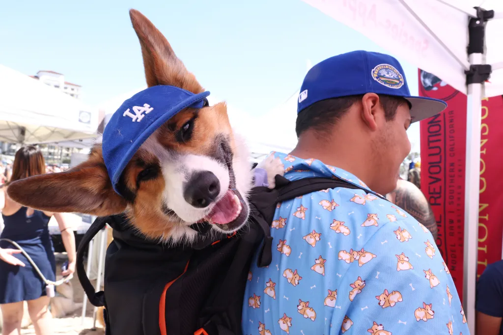 Corgi wearing a Dodgers baseball cap and riding in a backpack at Spring Corgi Beach Day.