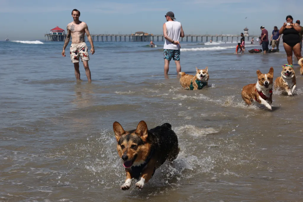 Corgis running and splashing in the ocean at Huntington Beach.