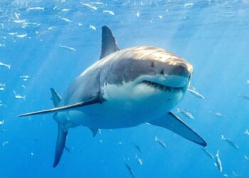 Wild drone video shows SoCal surfers paddling inches away from great white sharks