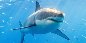 Wild drone video shows SoCal surfers paddling inches away from great white sharks