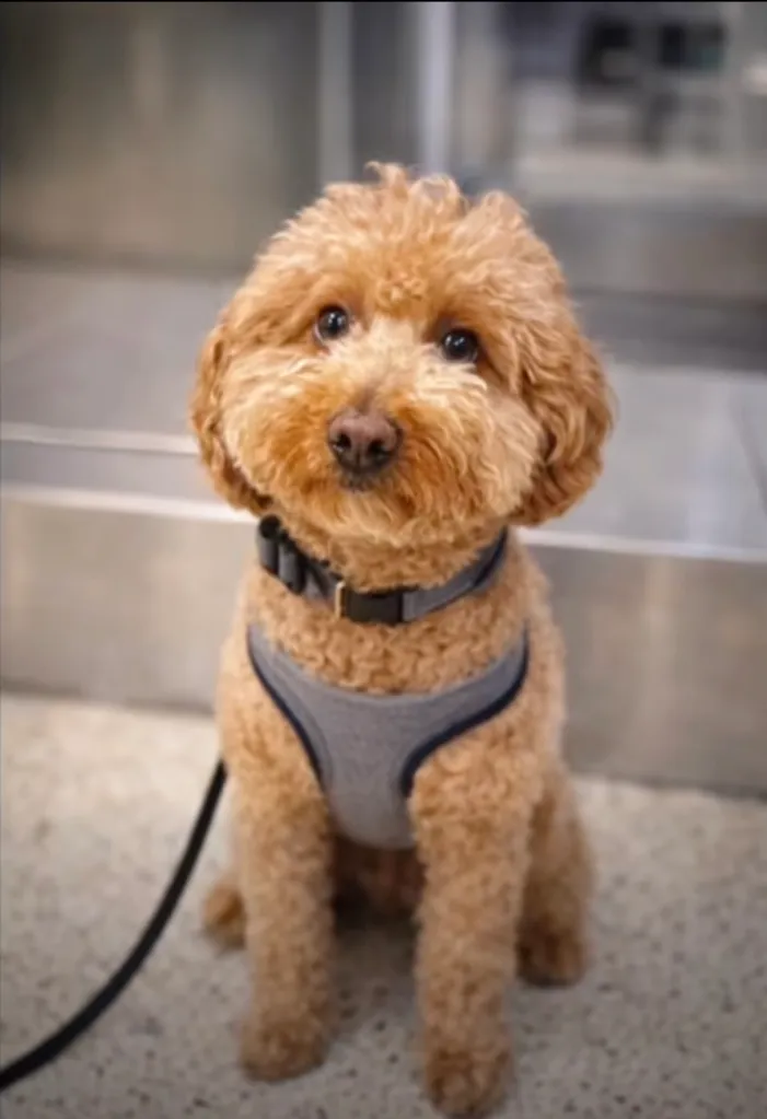 A light brown poodle puppy in a gray harness sits on a gray floor.