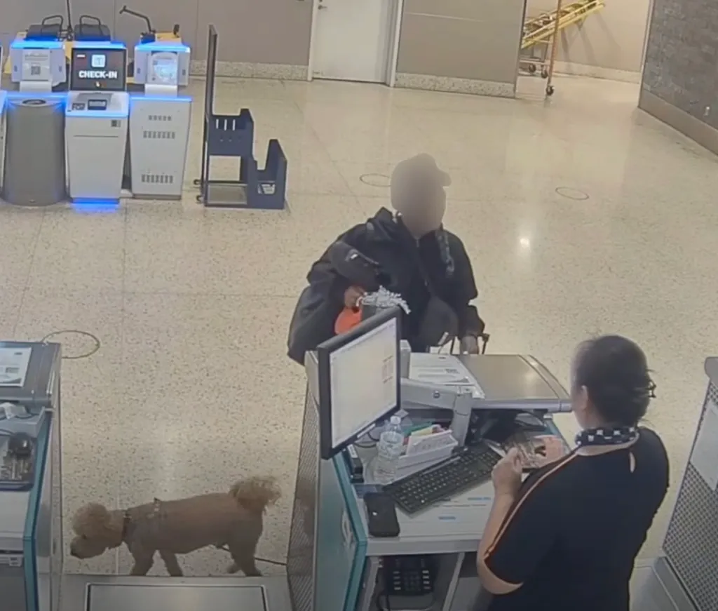 An airport employee assisting a traveler with a small poodle on a leash at a check-in counter.