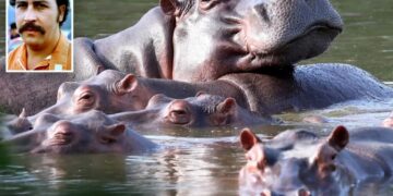 Colombia to cull dozens of ‘cocaine hippos’ linked to Pablo Escobar