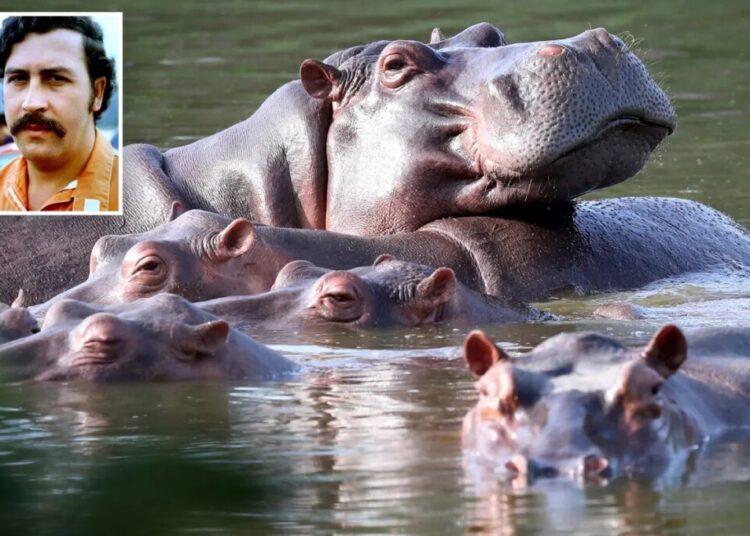 Colombia to cull dozens of ‘cocaine hippos’ linked to Pablo Escobar