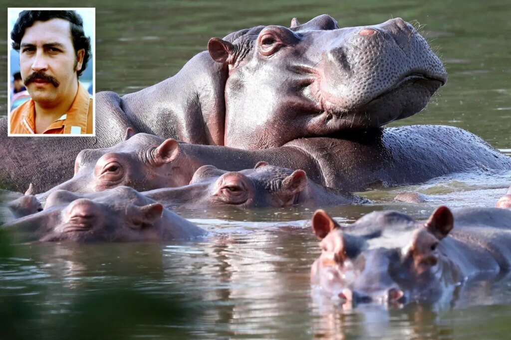 Colombia to cull dozens of ‘cocaine hippos’ linked to Pablo Escobar