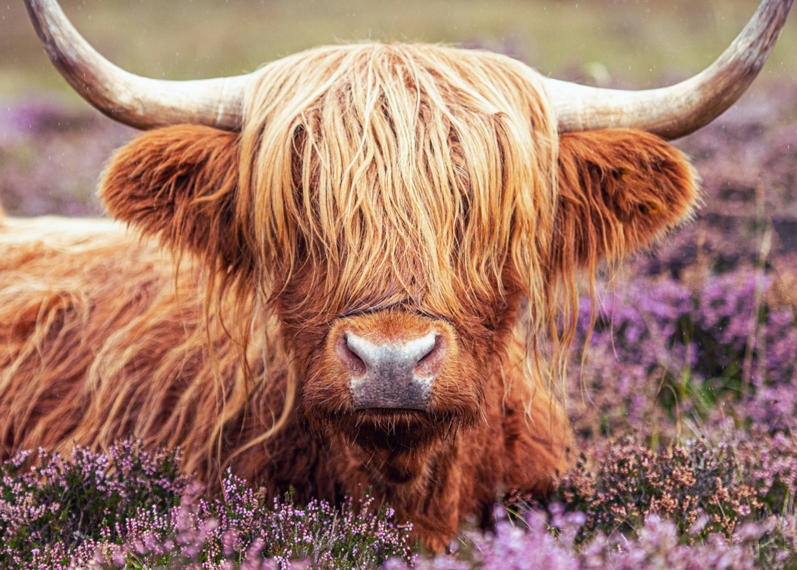 Influencers Won’t Stop Harassing Man’s Cows, So He Plans to Make Them Uglier