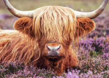 Influencers Won’t Stop Harassing Man’s Cows, So He Plans to Make Them Uglier