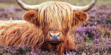 Influencers Won’t Stop Harassing Man’s Cows, So He Plans to Make Them Uglier