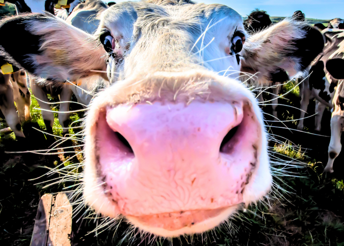 Farming for Millennia Has Done Something Strange to Human Noses