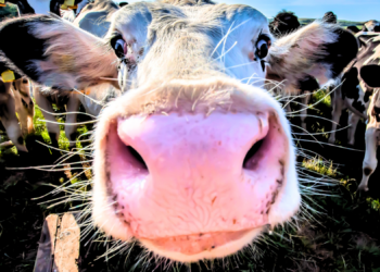 Farming for Millennia Has Done Something Strange to Human Noses