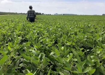 UN warns of ‘significant and severe’ food crisis if Strait of Hormuz stays closed